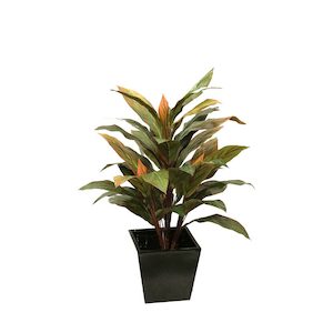 Plant, garden: Cordyline Plant 92cm With Fibreglass Pot