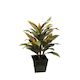 Cordyline Plant 92cm With Fibreglass Pot