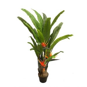 Plant, garden: Bird Of Paradise Plant 1.3m