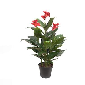 Plant, garden: Canna Plant 1.2m