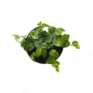 Pothos Vine Wall Planter UV Stabilised