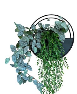 Plant, garden: Fittonia and Ruccus Vine Wall Planter