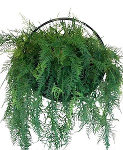 Fern Vine Wall Planter