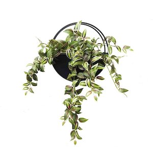 Wandering Jew Wall Planter