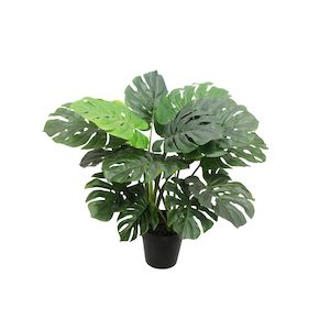 Monsteria Plant 60cm With Real Touch Leaves