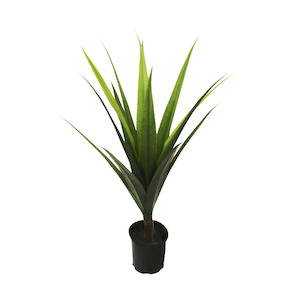 Agave Bush 79cm No Pot