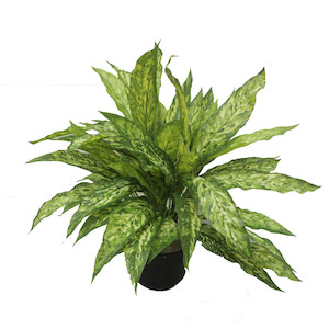 Double Aglaonema Bush 50cm Potted