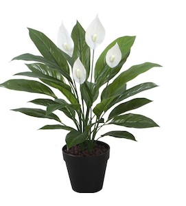 Spathiphyllum Plant 60cm