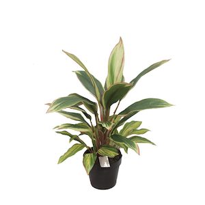 Dracena Plant Varigated 60cm