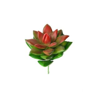 Echeveria Succulent 12cm