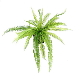 Boston Fern 65cm Uv Stabilised (Potted)