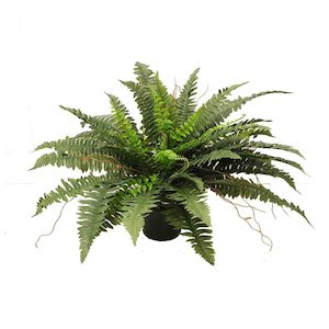 Boston Fern 58cm Potted