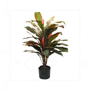 Cordyline Bush 92cm