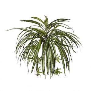 Plant, garden: Spider Plant 50cm