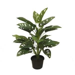 Monstera Adansoni Bush 50cm (Potted)