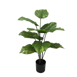 Pothos 75cm Potted