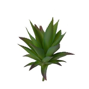 Aloe Ferox Succulent 20x11cm