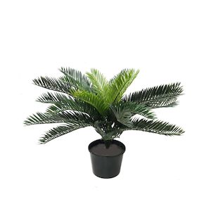 Cycad Palm 45cm Potted