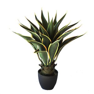 Plant, garden: Agave Americana Variegated 60cm UV Stabilised