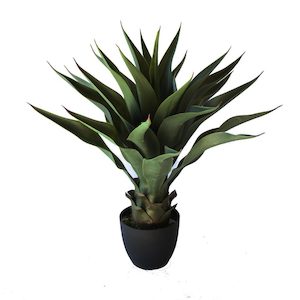 Agave Americana Green Red 60cm Uv Stabilised