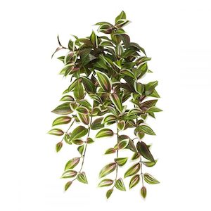 Wandering Jew Vine 68cm