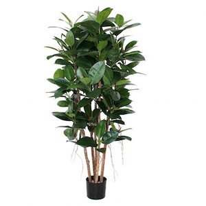 Rubber Tree 1.5m