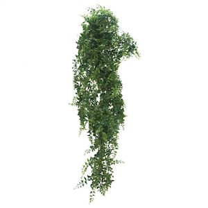 Plant, garden: Maiden Vine 102cm