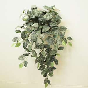 Fittonia Hanging Vine 73cm