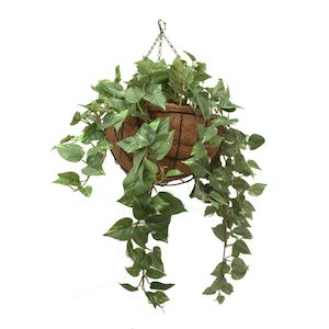 Double Pothos Vine 73cm Complete In Hanging Basket