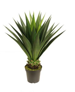 Plant, garden: Giant 1m Agave UV Stabilised