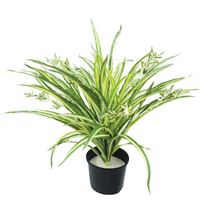 Spider Plant 50cm Potted In Basic Pot