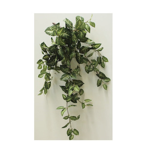 Puff Syngonium Vine 73cm