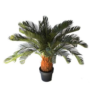 Cycad Palm 95cm