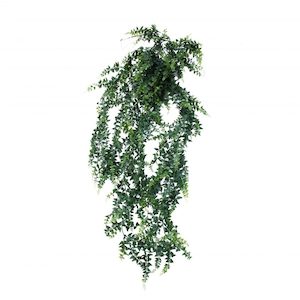 Bakers Fern Vine 1m