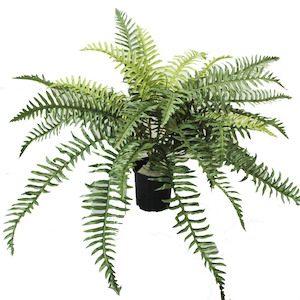 Ruffle Fern 73cm In Basic Pot