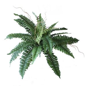 Boston Fern 58cm