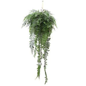 Plant, garden: Fern 90cm Complete With Small Basket