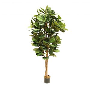 Fiddle Leaf Fig Tree 2m