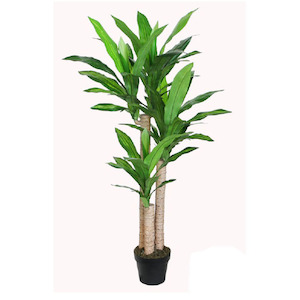 Dracena Plant 125cm