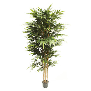 Bamboo Bambusa 2.2m