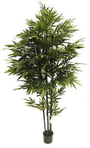 Plant, garden: Bamboo Bambusa 2.2m Black Stem