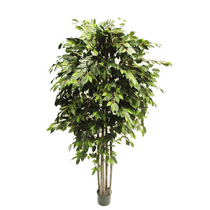 Weeping Ficus Tree 2.2m