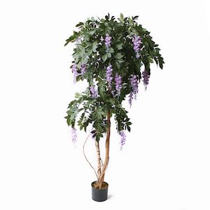 Wisteria Tree Lilac 1.9m