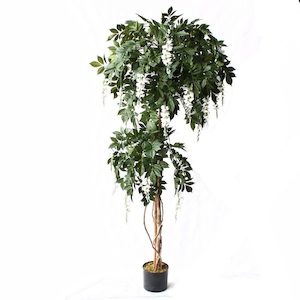 Plant, garden: Wisteria Tree White 1.9m