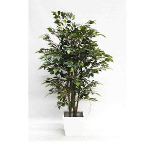 Ficus Tree with Hanging Roots 180cm complete with Decorative Fiberglass Pot(White)