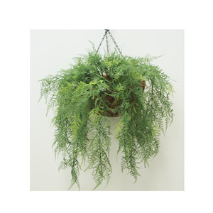 Double Fern Vine 70cm In Hanging Basket