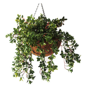 Double Nematanthus Bush 50cm Uv Stabilised In Hanging Basket