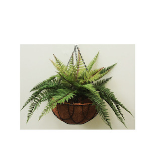 Leather Fern 48cm UV Stabilised Complete In Hanging Basket