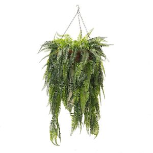 Triple Boston Fern 101cm UV Stabilised in Hanging Basket