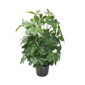 Double Schefflera Bush with Real Touch & UV Stabilised Leaves 50cm Potted